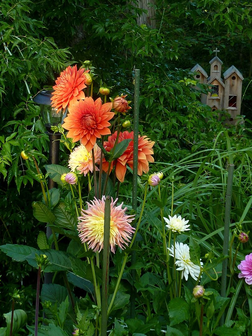 Dahlias in the morning